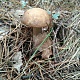 Номинация - Природа Родного края. Ильмира Нугайбекова. Находка в лесу